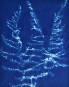 Lisa Shea - Three Ferns Cyanotype