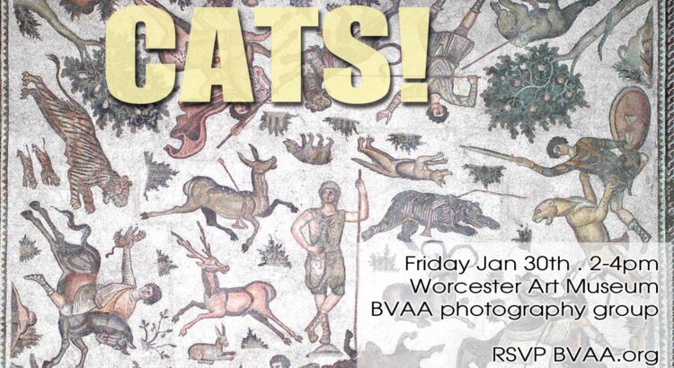 Cats Photography at the Worcester Art Museum